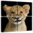 Baby Lion Head-484007873