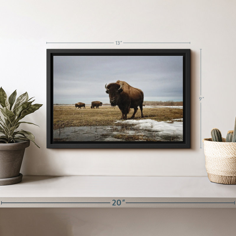 Bison Cloud Day, reproduction sur toile, H 9 po x l 13 po