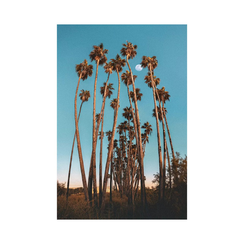 Palms by Nirs Photography - Wrapped Canvas Print, 20.32 cm H x 30.48 cm W