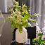 Bouquet de verdure 22 po Wild Garden-1243126173