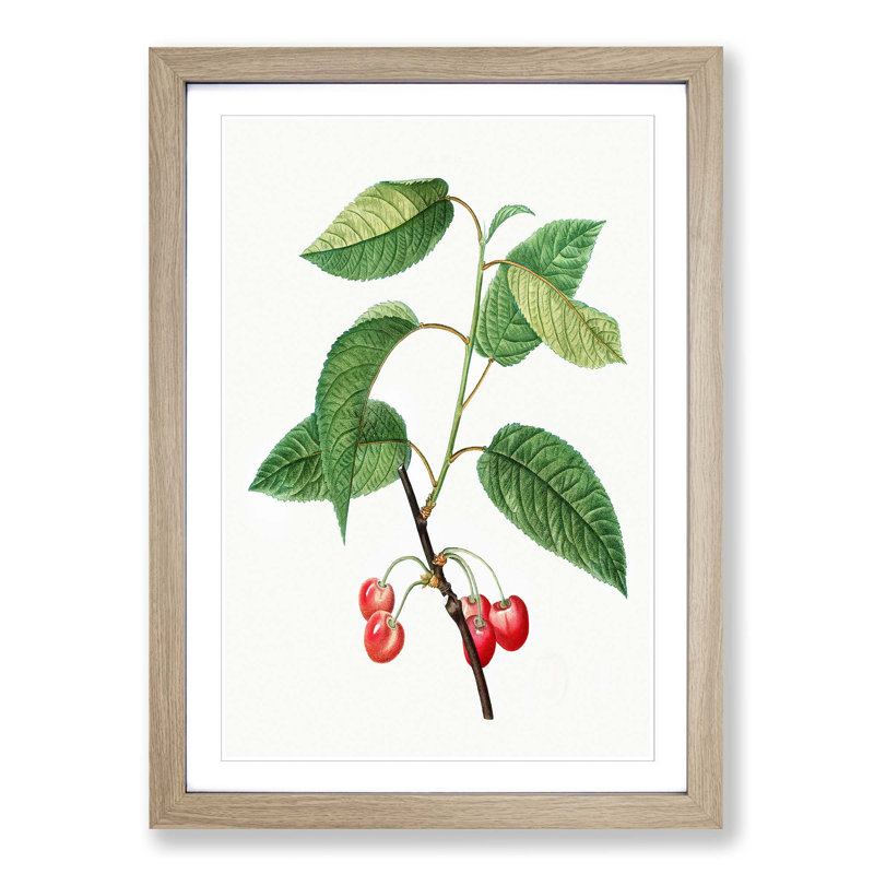Cherry Tree by Pierre-Joseph Redoute - Picture Frame Painting Print, Oak Framed, 36cm H x 27cm W x 2cm D