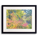 Autumn Vine Maples Portrait Print by Bruce Heinemann