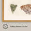 «Martha Pond Lily», art mural Shell Study: Collection II, 24 po x 28 po, décor de salon et de chambre à coucher, encadré
