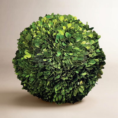 Alby Topiary, Hedge Plant