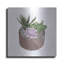 «Succulent Planter I» par Heidi Kuntz, art mural en métal-868724474