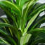 Charleston 110cm Faux Dracaena Plant in Pot