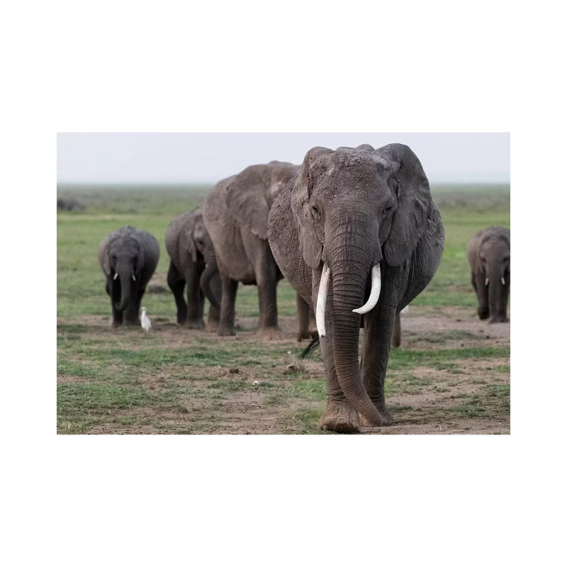Africa, Kenya, Amboseli National Park Elephants On The March by Jaynes Gallery - Wrapped Canvas Print