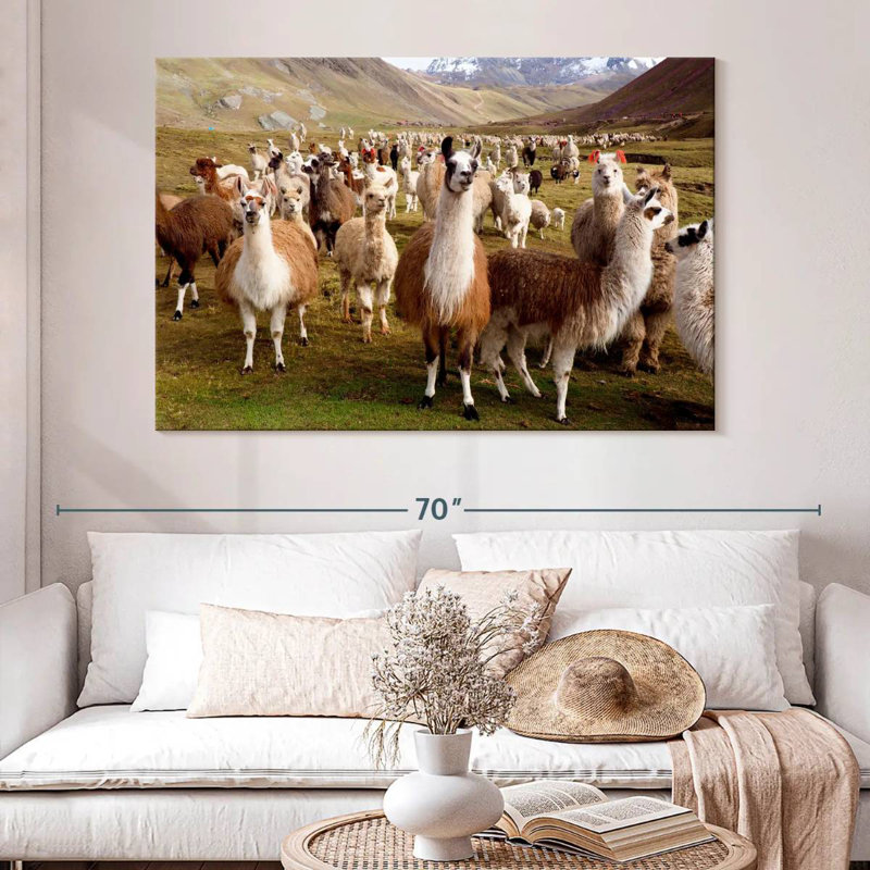 Brampt Llamas And Alpacas, 34" H x 51" W