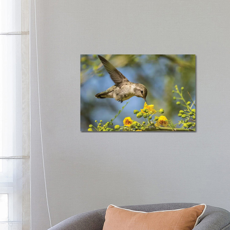 USA, Nevada, Bird Viewing Preserve. Female Costa's Hummingbird Feeding. by Jaynes Gallery - Wrapped Canvas Print