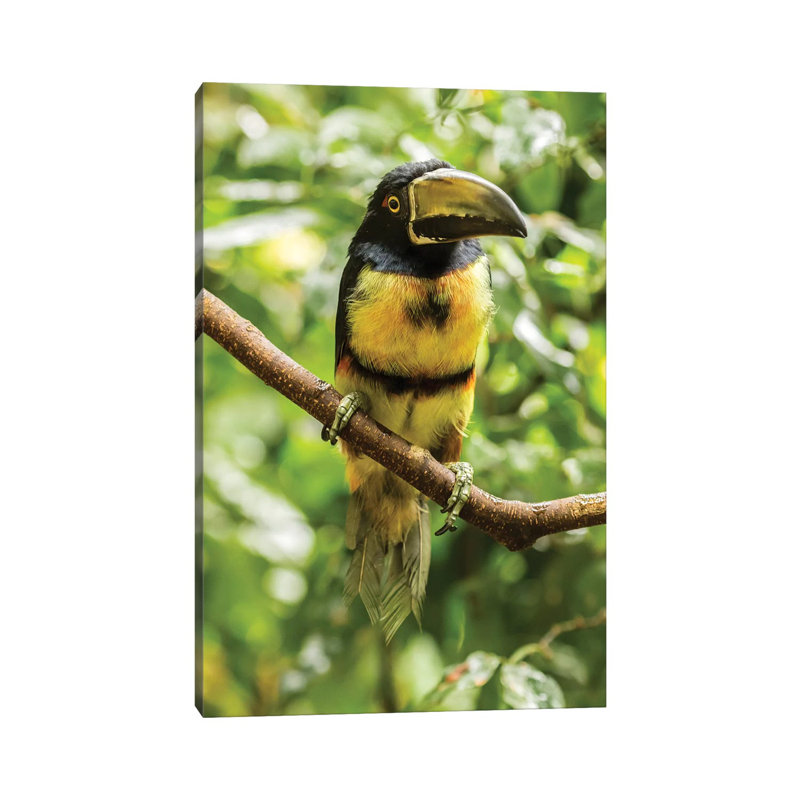 Costa Rica, La Selva Biological Research Station. Collared Aricari On Limb. by Jaynes Gallery - Wrapped Canvas Print