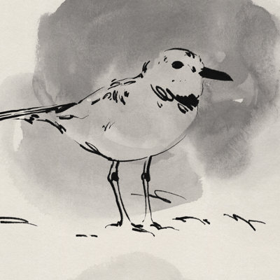 Pluvier d'encre III