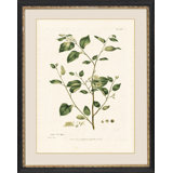 Styrax Painting