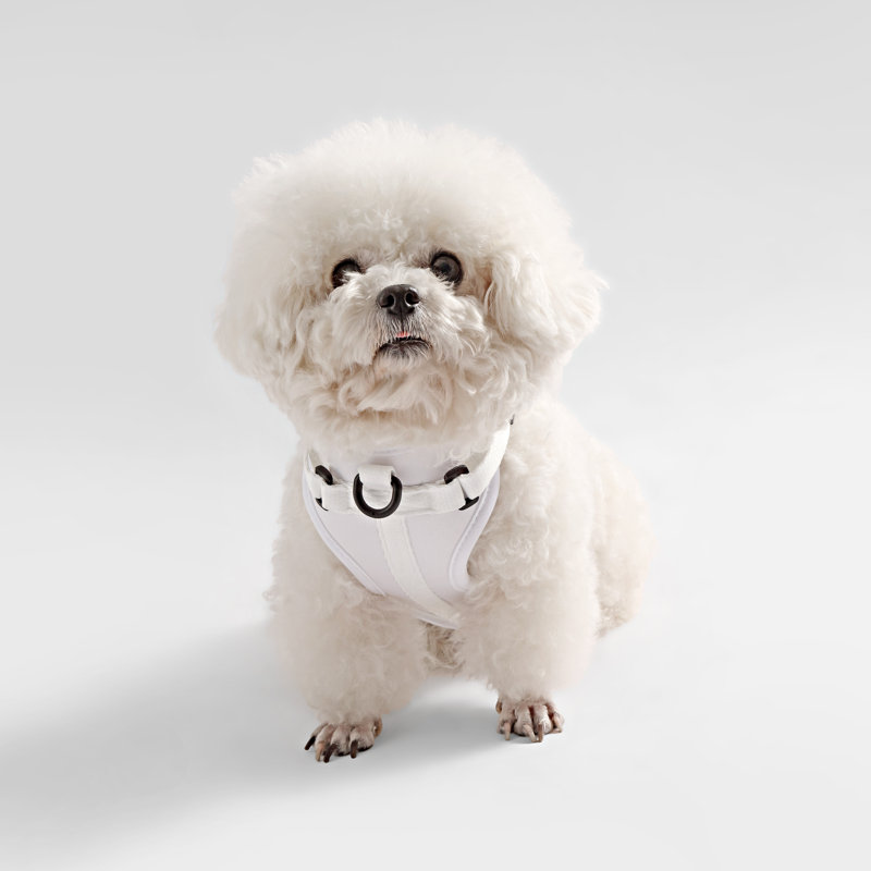 Harnais pour animal de compagnie Arlo, Blanc