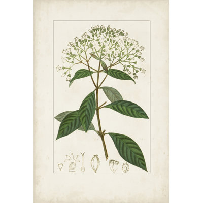 Turpin antique botanique