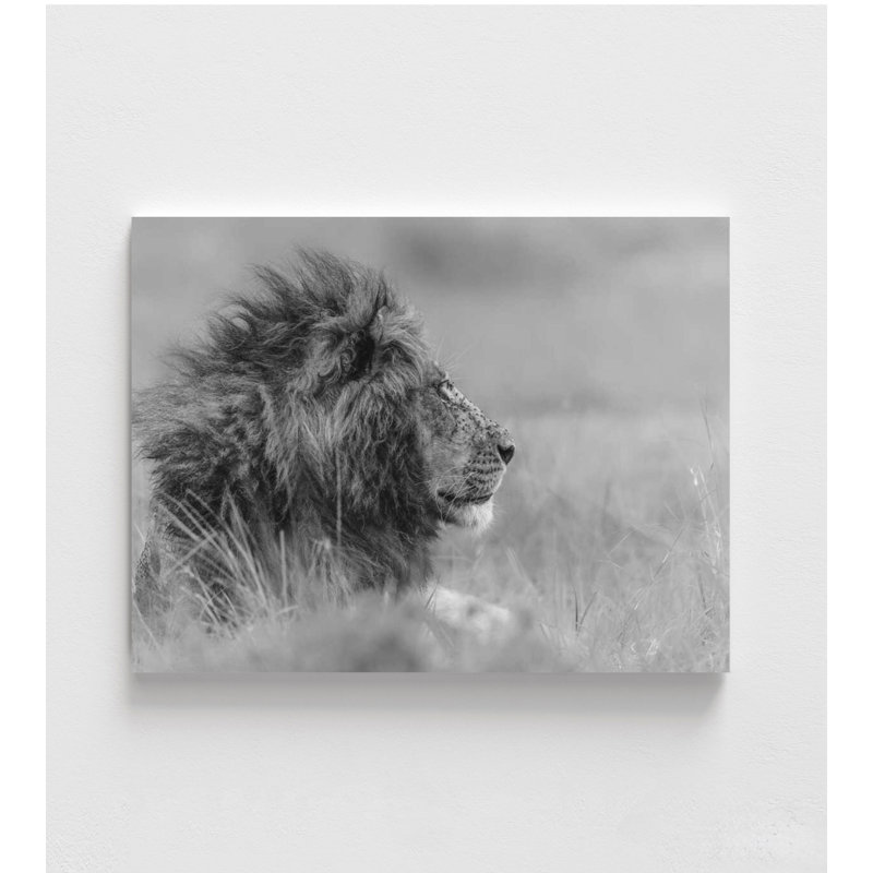 Majestic Calm - Photographie de lion, H 12 po x l 16 po, Ne s’applique pas, Impression sans cadre