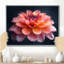 Photo de souci rose rose et orange chaud - souci mural-190633175-85216342