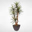 Faux Yucca Tree in Metal Planter