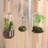 Glass Terrarium