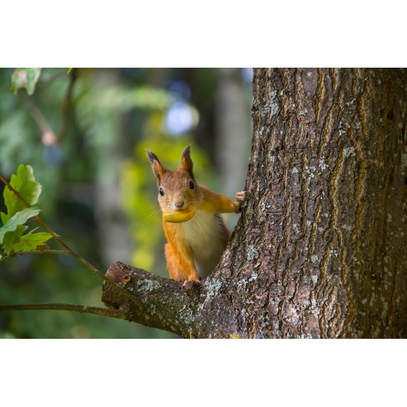 Caught! by Hannepii - Wrapped Canvas Print, 81cm H x 122cm W