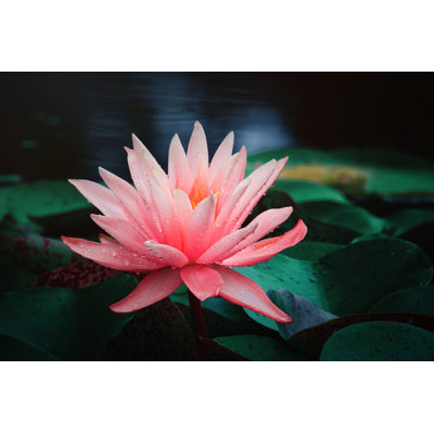 Water Lilies Blooming In Summer Pond by Niuniu - Wrapped Canvas Print