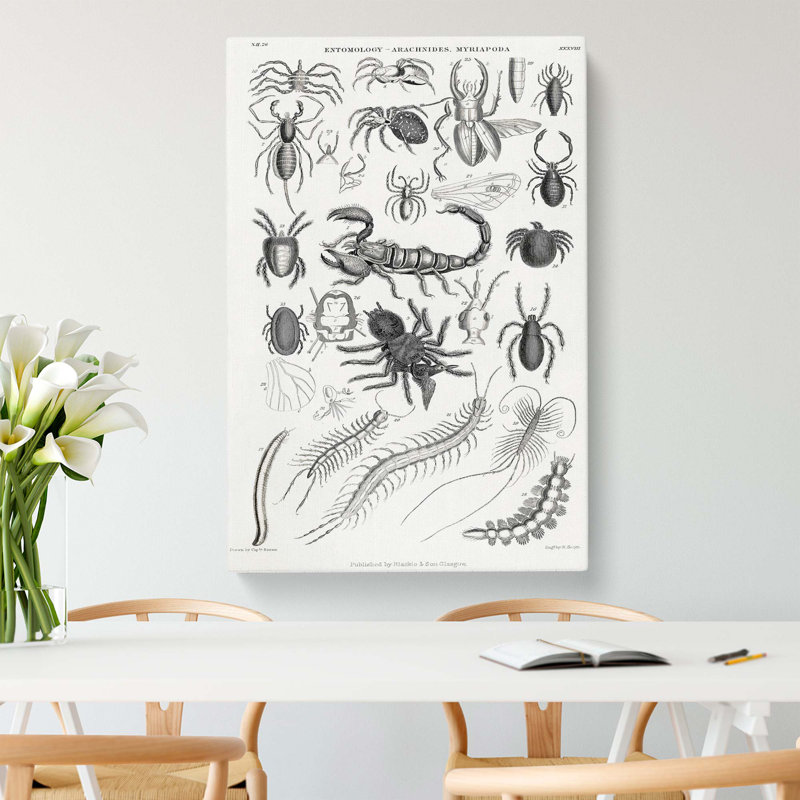 Study Of Insects Xxxviii by Oliver Goldsmith - Wrapped Canvas Print, 60cm H x 40cm W x 3cm D