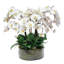 Phalaenopsis Orchid Centerpiece in Open Cylinder