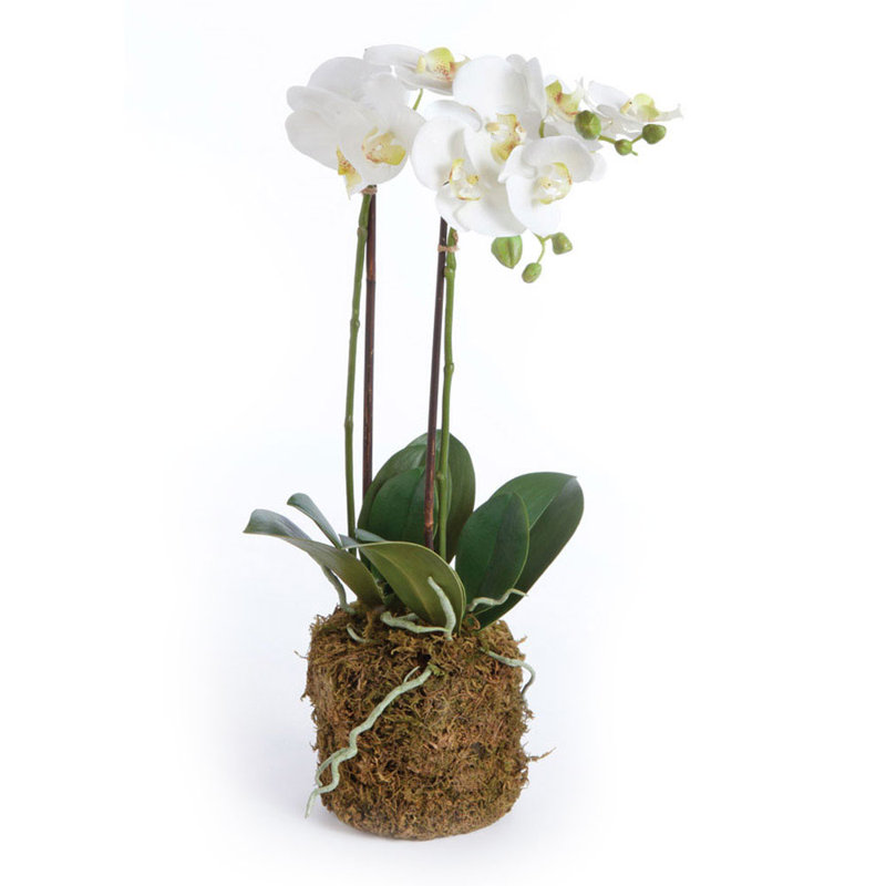 Conservatory Orchid Drop-In, 23" H x 6.5" W x 6.5" D