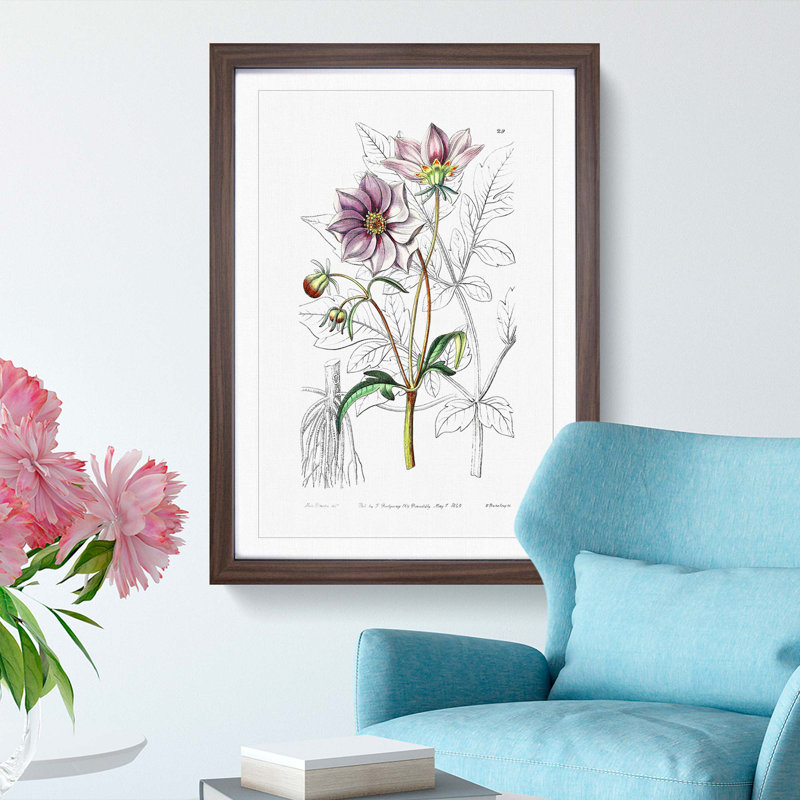 Purple Dahlia Flowers - Framed Print, 36cm H x 27cm W x 2cm D, Walnut Framed