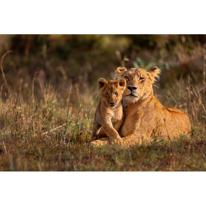 Lion With Cub by MaggyMeyer - Wrapped Canvas Print, 30cm H x 46cm W x 3.8cm D