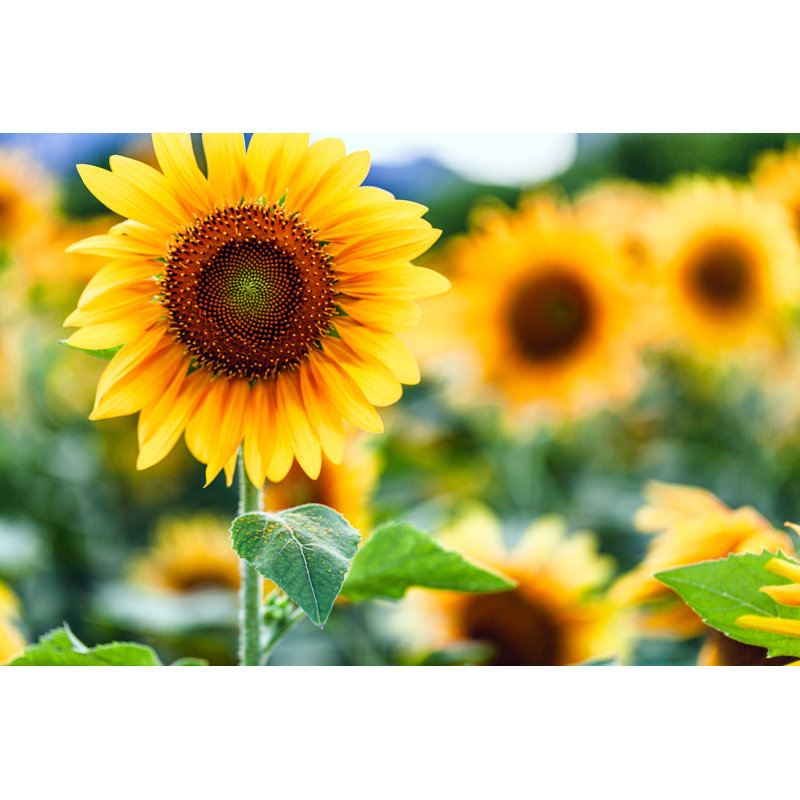 Sunflower by Fzant - Wrapped Canvas Print, 81cm H x 122cm W