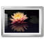 Photographie, étude, nénuphar encadré sur papier-1991958697-1991958702