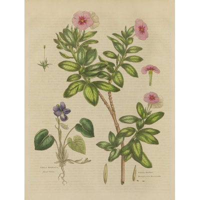 " Herbal Botanical XIX " by Wild Apple Portfolio