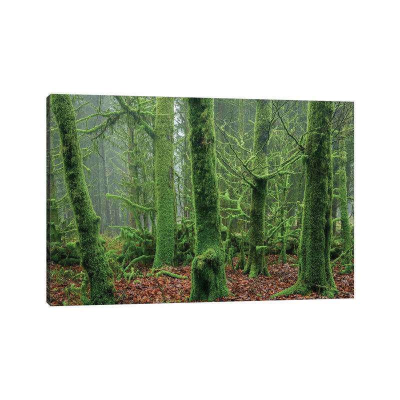 Enchanted Forest I by Adam Burton - Wrapped Canvas Print, 66.04 cm H x 45.72 cm W x 3.175 cm D