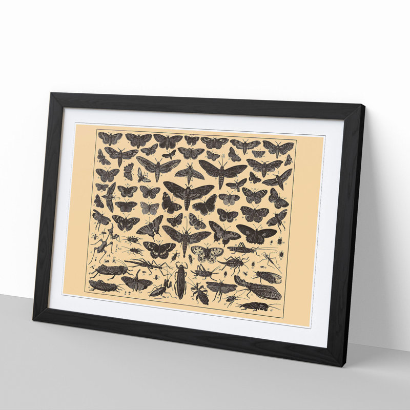 Encyclopedia Butterflies and Insects - Picture Frame Graphic Art, 27cm H x 36cm W x 2cm D, Black Framed