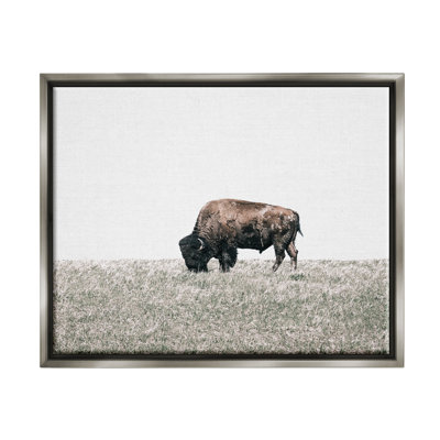 " Buffalo Grazing Pasture "