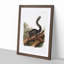 Dusky Squirrel by J.W. Audubon - Picture Frame Painting Print-55732689-55732695