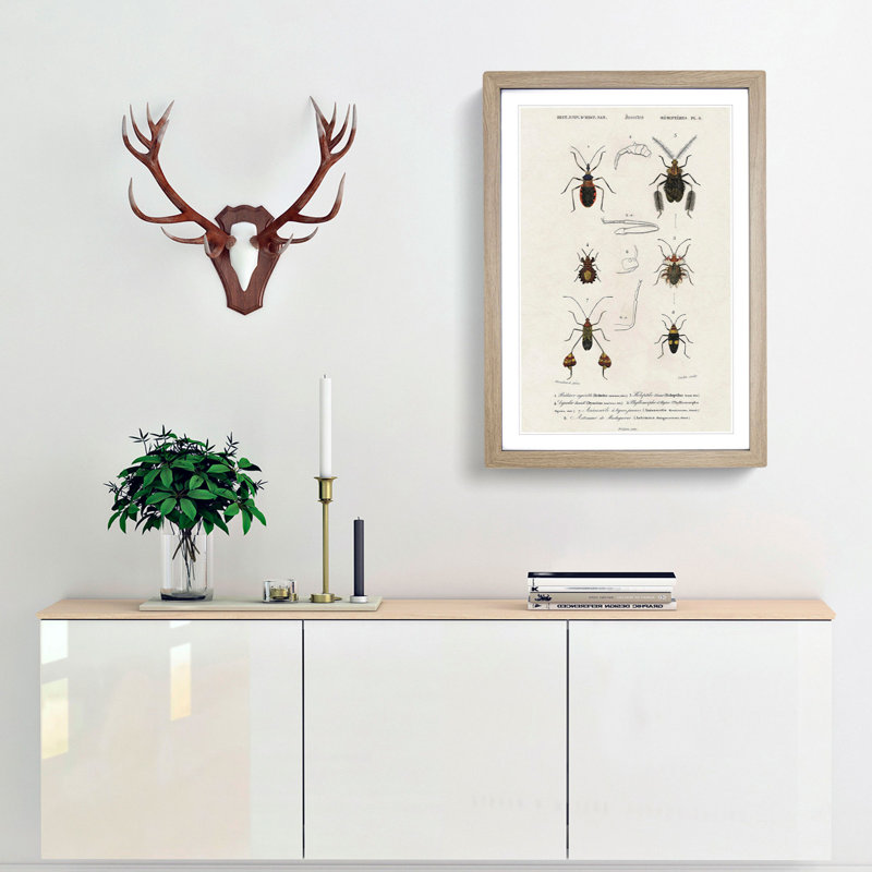 Insect Illustrations PL.6 by Charles d'Orbigny - Picture Frame Painting Print, 65cm H x 48cm W x 2cm D, Oak Framed