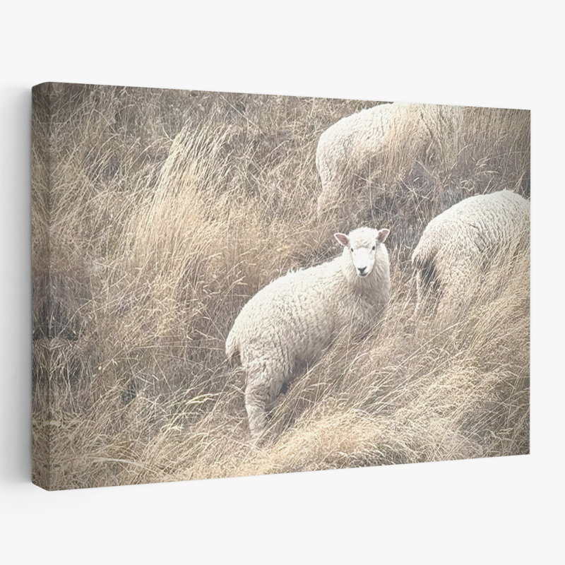 Sheep and Nature Highland Grace Art, H 16 po x l 24 po