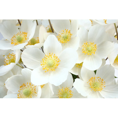 Anemone Sylvestris - Photographie sur toile tendue