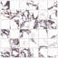 Touche 2" Square 11-3/4 In. X 11-3/4 In. Porcelain Mosaic Tile-1391669825