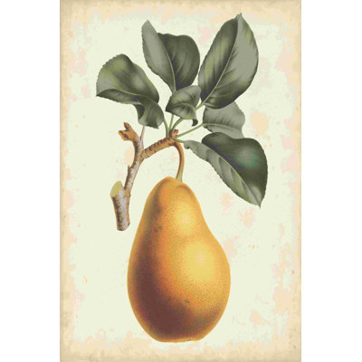 " Antique Pear Botanical I " by Horto Van Houtteano Painting Print