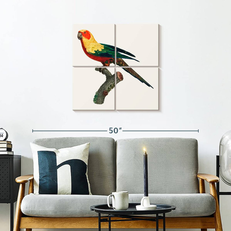 Brampt Sun Conure, 26" H x 26" W