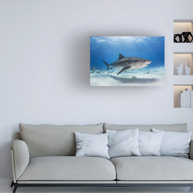 Ken Kiefer Notch The Tiger Shark Canvas Art, H 12 po x l 19 po