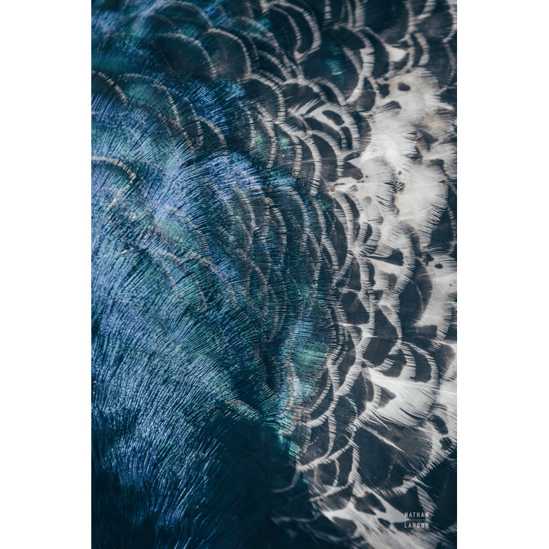 «Peacock Study II» par Nathan Larson - impression sur toile tendue, H 18 po x l 12 po