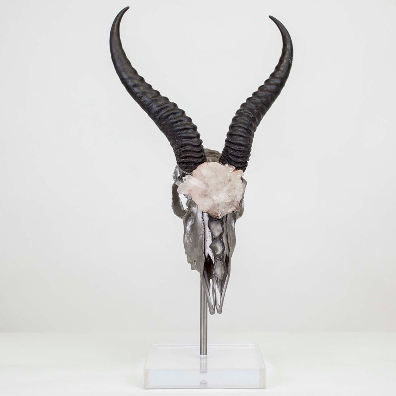 Walken Springbok Skull with Horns Mounted