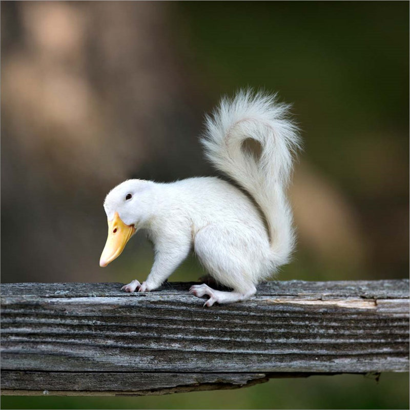 " Duckbilled Squirrel " by Pixelmated Animals