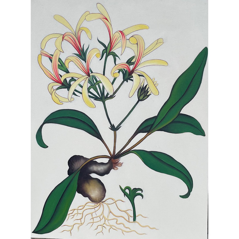 Honeysuckle Flower
