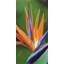 " Bird Of Paradise Flower " on-98694463