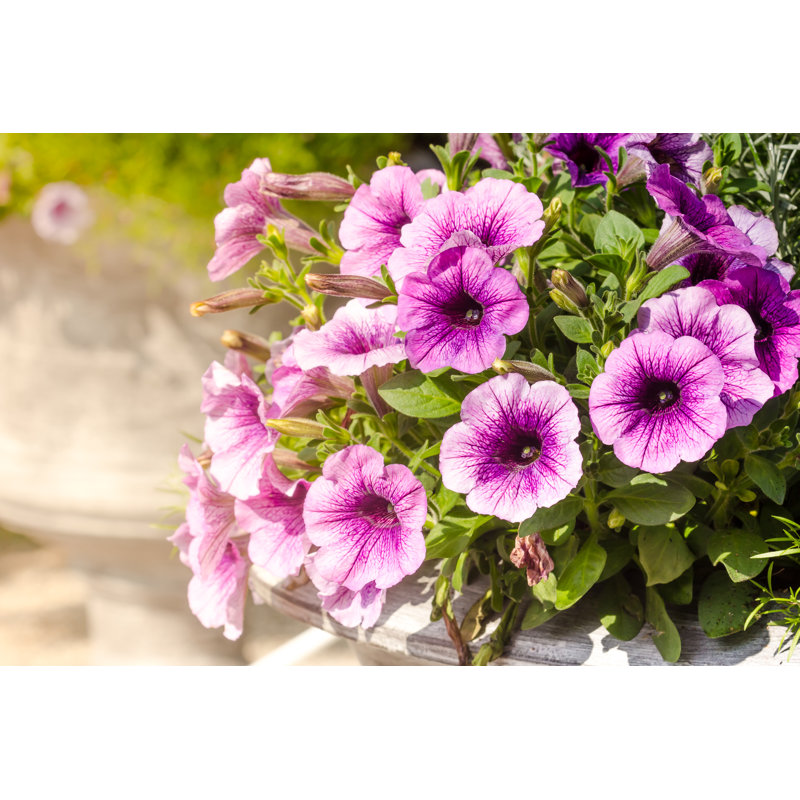 Purple Petunia Flowers In Spring Time - Wrapped Canvas Print, 20cm H x 30cm W x 3.8cm D