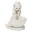 Ours polaires jouant